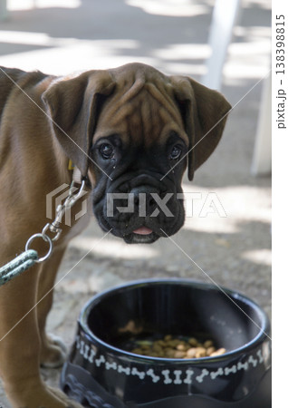 boxer dog puppy taking his food boxer dog puppy taking his food 138398815