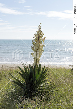 palm tree blooming on the seashore palm tree blooming on the seashore 138398817