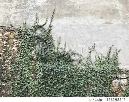 ivy spreading on the wall of a house ivy spreading on the wall of a house 138398845