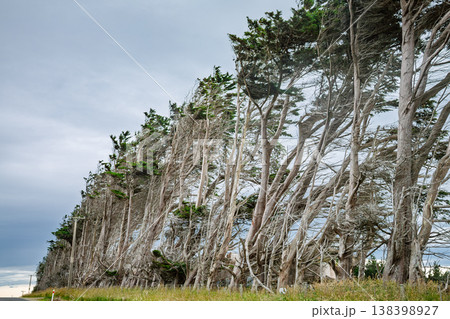 Windswept shelterbelt trees in Southland New Zealand Windswept shelterbelt trees in Southland New Zealand 138398927