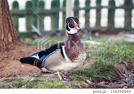 wild duck posing by the lake 138398944