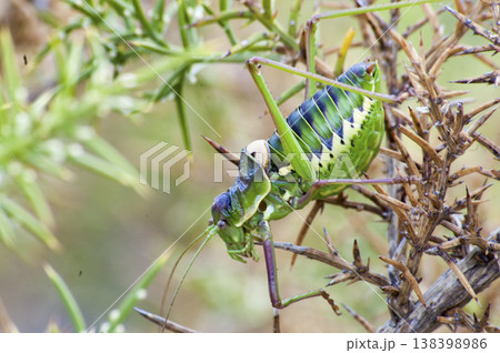 green cricket among the bushes 138398986