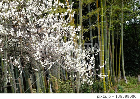 白い花の枝と竹林の自然環境テクスチャ素材 138399080