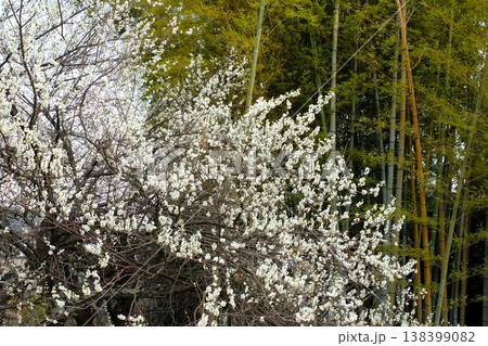白い花が広がる竹林の自然風景背景素材 138399082