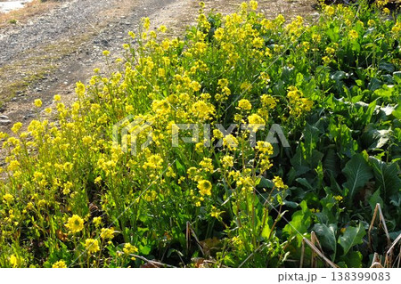 黄色い花が咲く植物群生の自然環境背景素材 138399083