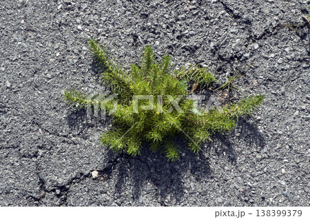 wild plant growing in a crack in the asphalt wild plant growing in a crack in the asphalt 138399379
