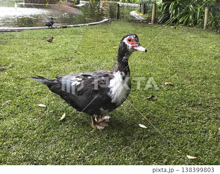 wild duck walking on the grass 138399803