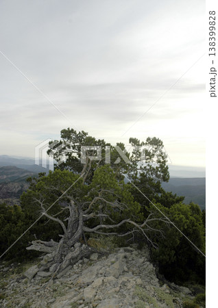 pine deformed by the constant winds of the area 138399828