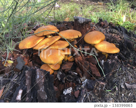 wild mushrooms growing on a tree trunk wild mushrooms growing on a tree trunk 138399863