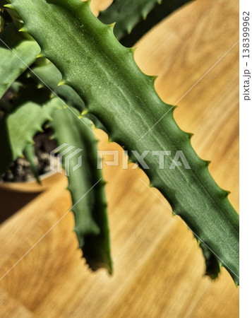 green aloe vera leaves close up. indoor plant green aloe vera leaves close up. indoor plant 138399962