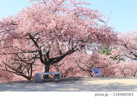 河津桜が満開な伊勢崎市みらい公園(いせさき市民のもり公園) 河津桜が満開な伊勢崎市みらい公園(いせさき市民のもり公園) 138400303