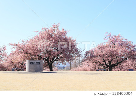 河津桜が満開な伊勢崎市みらい公園(いせさき市民のもり公園) 河津桜が満開な伊勢崎市みらい公園(いせさき市民のもり公園) 138400304