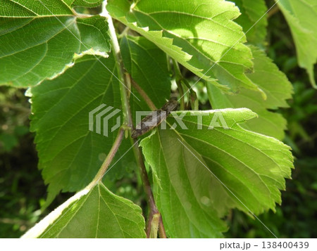 サビキコリ② 138400439