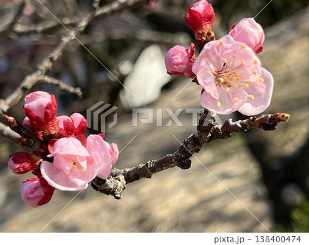 あんずの花 あんずの花 138400474