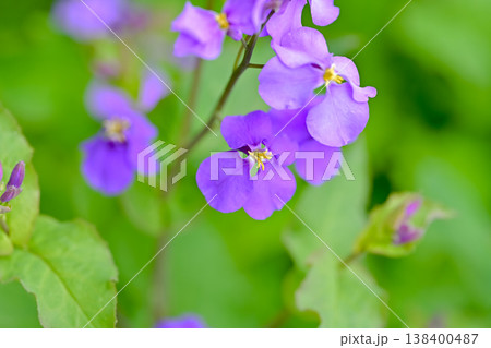 ショカツサイ 138400487