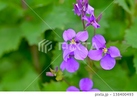 ショカツサイ 138400493