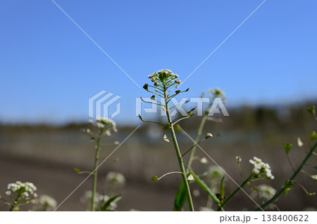 ぺんぺん草 ぺんぺん草 138400622