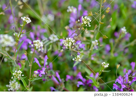 ぺんぺん草 138400624