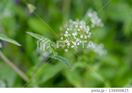 ぺんぺん草 ぺんぺん草 138400625