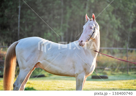 portrait of beautiful young creamello purebred akhalteke stallion posing against early morning sun light portrait of beautiful young creamello purebred akhalteke stallion posing against early morning sun light 138400740