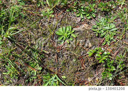 Field Pussytoes And Kinnikinnik On Alpine Forest Floor 138401208