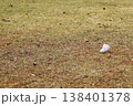 芝生に落ちたバトミントンのシャトル　コピースペース 138401378