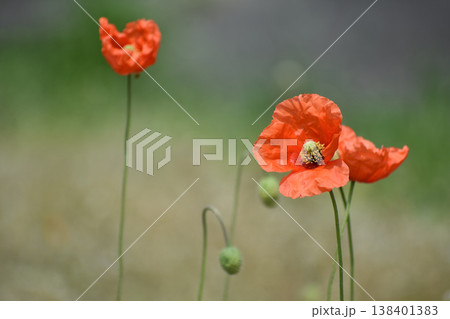 ナガミヒナゲシの花 138401383