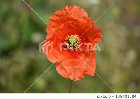 ナガミヒナゲシの花 ナガミヒナゲシの花 138401384
