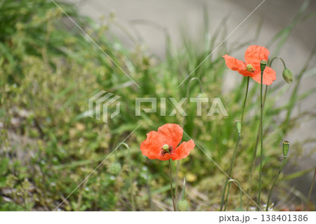 ナガミヒナゲシの花 ナガミヒナゲシの花 138401386