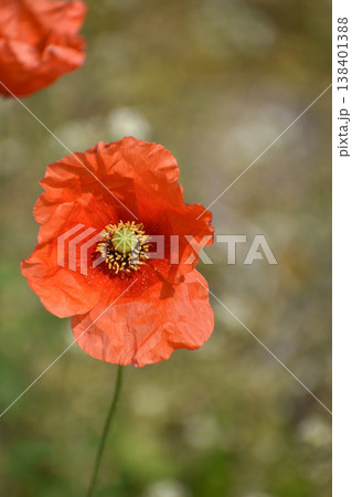 ナガミヒナゲシの花 ナガミヒナゲシの花 138401388