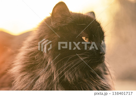 Portrait of a black cat with long fur. Portrait of a black cat with long fur. 138401717