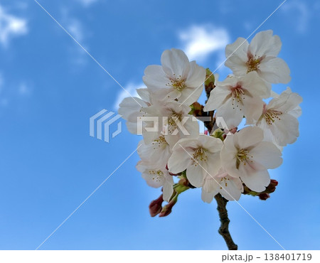 青空に映える桜 138401719