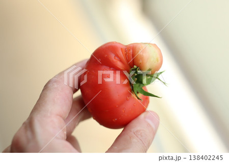 トマト 手持ち 新鮮 野菜 クローズアップ Tomato 138402245