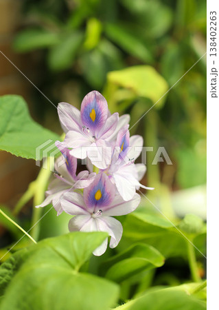 ホテイアオイ 花 水草 紫 自然 風景 water hyacinth flower ホテイアオイ 花 水草 紫 自然 風景 water hyacinth flower 138402263