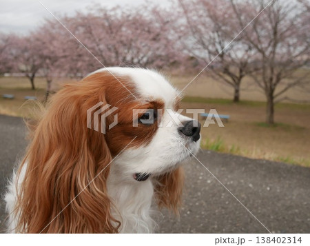 桜並木を背景に横顔のキャバリア犬（春・散歩・自然） 138402314