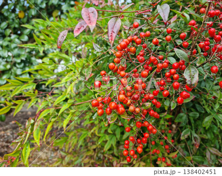 These are red Namcheon berries with raindrops forming on them. These are red Namcheon berries with raindrops forming on them. 138402451