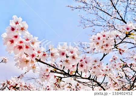 錦帯橋の満開の桜 138402452