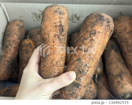 fresh carrots with dirt on them fresh carrots with dirt on them 138402555