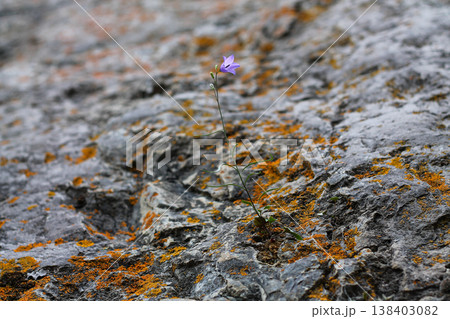 Harebell Wildflower Finds A Toehold On Lichen-Covered Rock Harebell Wildflower Finds A Toehold On Lichen-Covered Rock 138403082
