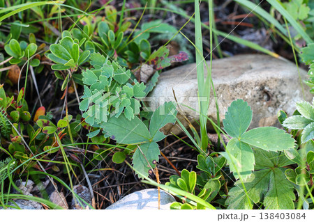 Alpine Meadow Strawberry, Meadow Rue And Bearberry Alpine Meadow Strawberry, Meadow Rue And Bearberry 138403084