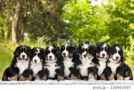 A large litter of seven fluffy Bernese Mountain Dog puppies sitting together on a blanket outdoors. Forest background with beautiful green bokeh 138403097