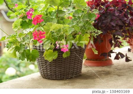 Wicker patio planter with pink geranium flowers Wicker patio planter with pink geranium flowers 138403169