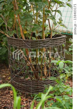 Wicker plant protector rattan cage around shrub in garden bed border 138403171