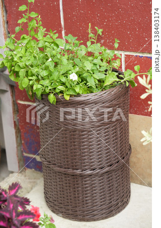 Tall brown wicker cylinder planter with lush green herb foliage in a patio Tall brown wicker cylinder planter with lush green herb foliage in a patio 138403174