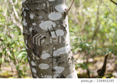 Initials Carved Into The Bark Of An Alder Tree Initials Carved Into The Bark Of An Alder Tree 138403295
