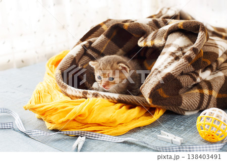 Grey striped newborn kitten in a plaid blanket. Sweet adorable tiny kittens on a serenity blue wood background play with cat toy and ribbon. Small cat. Funny kitten crawling and meowing 138403491