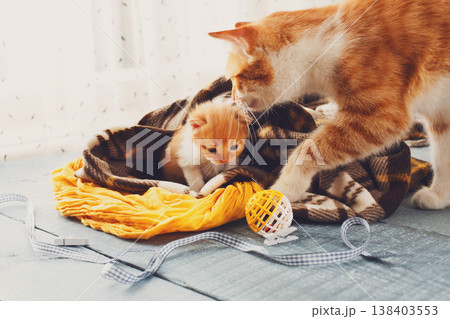Red newborn kittens in a plaid blanket. Sweet adorable tiny kittens on a serenity blue wood background play with cat toy and ribbon. Small cats. Funny kittens crawling and meowing Red newborn kittens in a plaid blanket. Sweet adorable tiny kittens on a serenity blue wood background play with cat toy and ribbon. Small cats. Funny kittens crawling and meowing 138403553