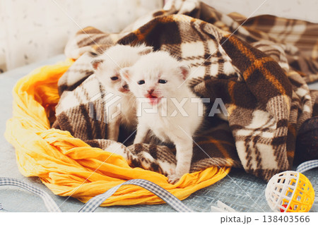 White newborn kittens in a plaid blanket. Sweet adorable tiny kittens on a serenity blue wood background play with cat toy and ribbon. Small cats. Funny kittens crawling and meowing 138403566
