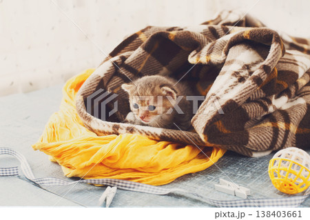 Grey striped newborn kitten in a plaid blanket. Sweet adorable tiny kitten on a serenity blue wood background play with cat toy and ribbon. Small cat. Funny kitten crawling and meowing Grey striped newborn kitten in a plaid blanket. Sweet adorable tiny kitten on a serenity blue wood background play with cat toy and ribbon. Small cat. Funny kitten crawling and meowing 138403661