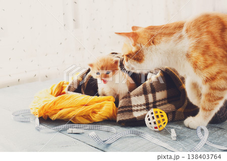 Red newborn kittens in a plaid blanket. Sweet adorable tiny kittens on a serenity blue wood background play with cat toy and ribbon. Small cats. Funny kittens crawling and meowing Red newborn kittens in a plaid blanket. Sweet adorable tiny kittens on a serenity blue wood background play with cat toy and ribbon. Small cats. Funny kittens crawling and meowing 138403764